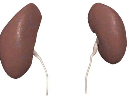 કિડની ખરીદી-વેપાર કિડની ખરીદી-વેપાર