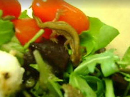 શાકાહારીને સલાડમાં પીરસાઇ જીવતી ગરોળી