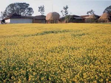 સરસોના ખેતર