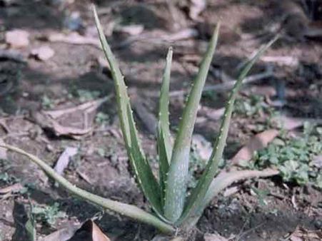  એલોવેરા