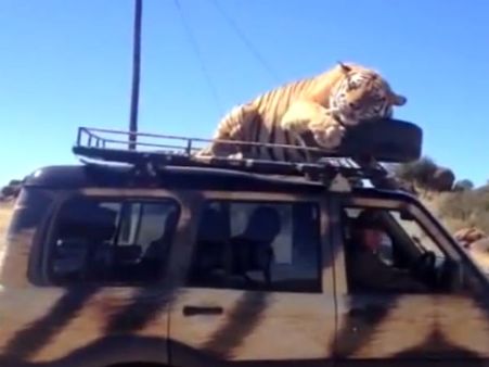 મહિન્દ્રા સ્કોર્પિયો અને વાઘ