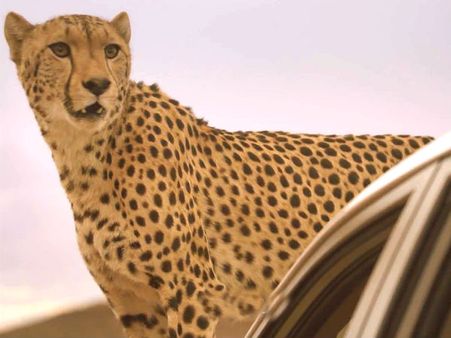 ચિત્તાની એક્સયુવી સવારી