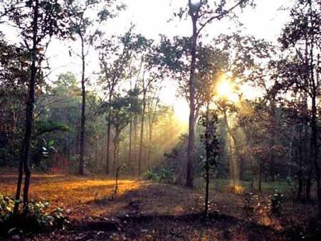  બિલાસપુરમાં આવેલું જંગલ