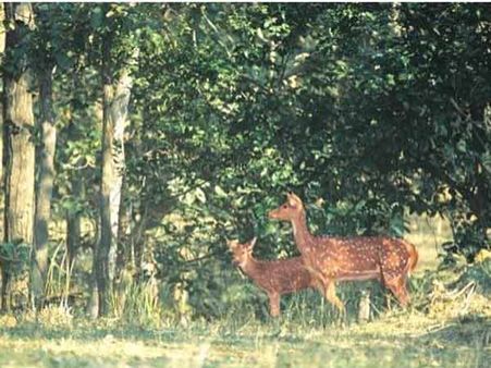 બિલાસપુરના હરણ