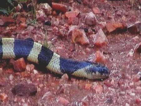 સ્નેક પાર્ક