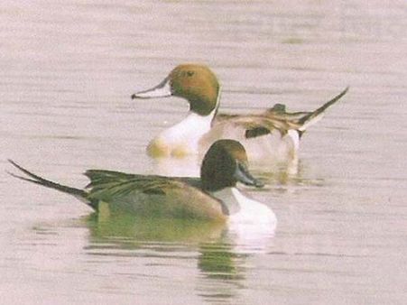  બદલખોલે અભ્યારણ્ય