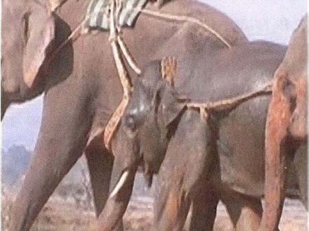 અભ્યારણ્યમાં હાથીઓ 