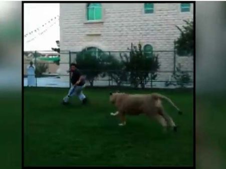 હુમેદ અલ્બુકાઇસના ઘરે છે સિંહ અને વાઘ