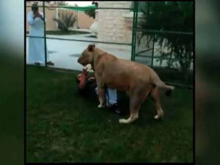 શું થાય જ્યારે ઘરમાં ઘુસતા જ સિંહ આવી ચડે?