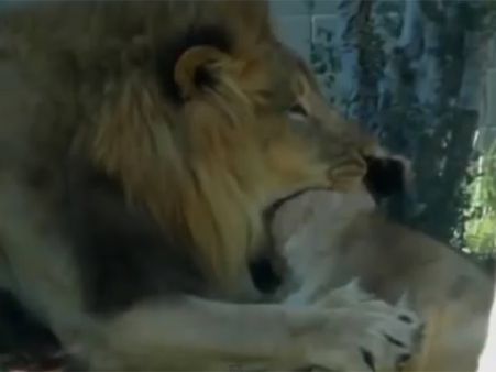 Zooમાં એવું તે શું બન્યું કે સિંહે પોતાની બહેનું ઢીમ ઢાળી દીધું!