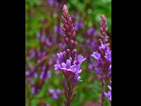 બ્લૂ વર્વેન 