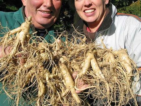 કોરિયન ગિનસેંગ 