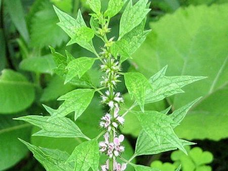 મધરવર્ટ 