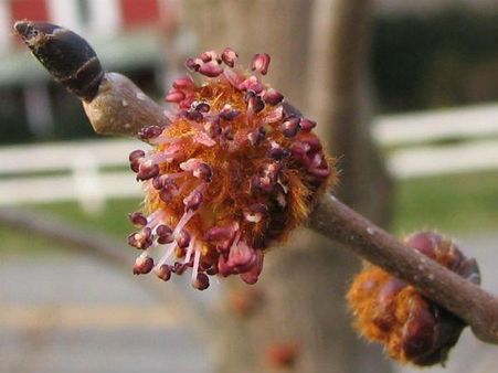 સ્લીપરી એલ્મ 