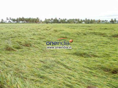 હેલેન તોફાનનો કહેર