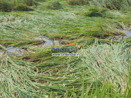 હેલેન તોફાનનો કહેર