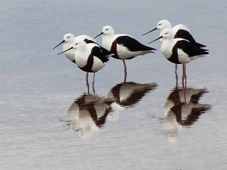 દર વર્ષે વિદેશી પક્ષીઓનો જમાવડો