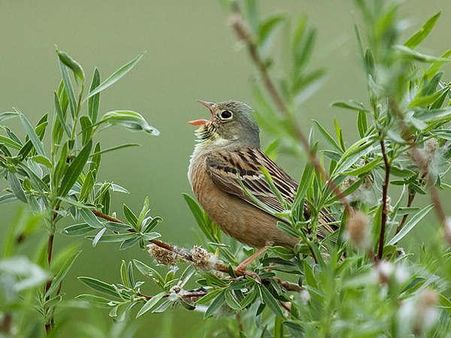 ઑર્ટોલન