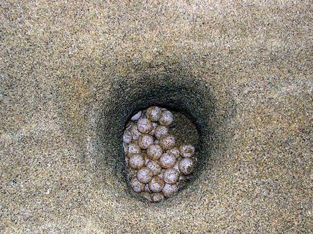 કાચબાના ઇંડા અને માંસ