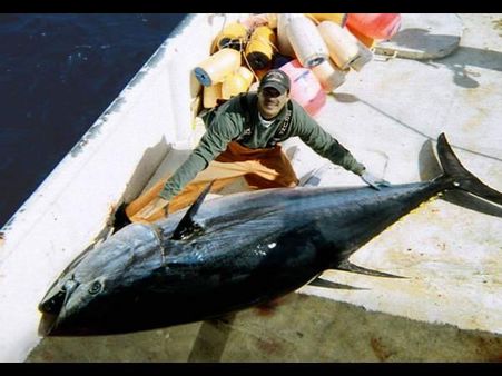 બ્લુફિન ટ્યૂના