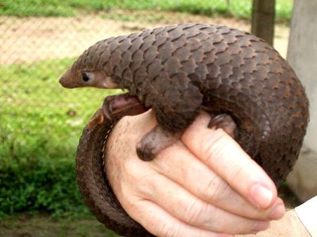 પેંગોલિન