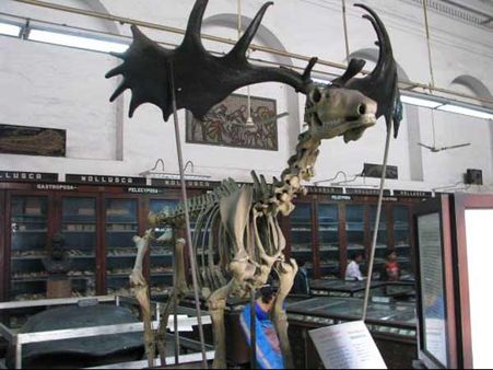 ભારતીય સંગ્રહાલય