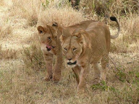 શું કરે છે લેસ્બિયન સિંહણ 
