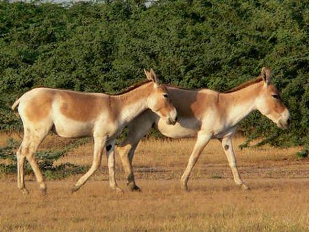 જાનવરોમાં ટ્રાંસજેંડર 