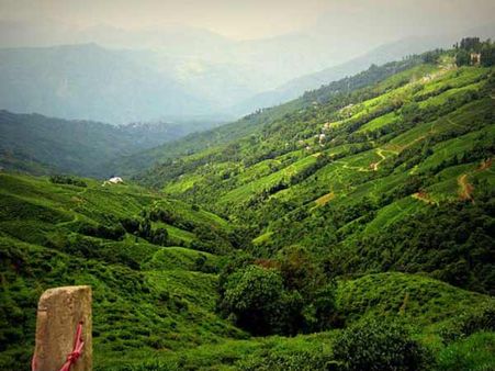 ભારતનું ચાનું સ્વર્ગ કહેવાય છે દાર્જલિંગ