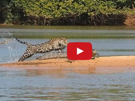 ઇન્ડિયાના ટોપ 10 સૌથી વધારે જોવાયેલા વીડિયો...