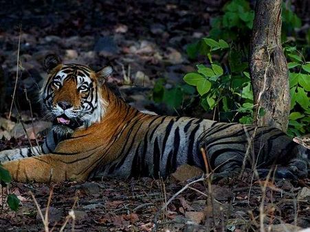 કોર્બેટ નેશનલ પાર્ક