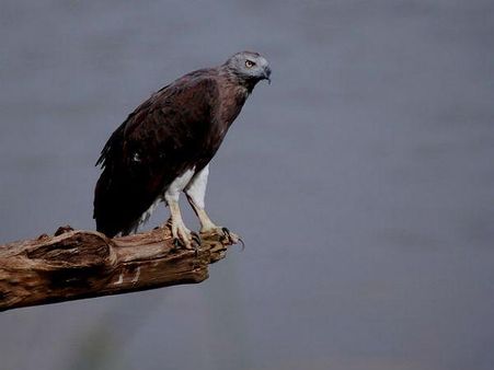 પન્ના રાષ્ટ્રીય ઉદ્યાન