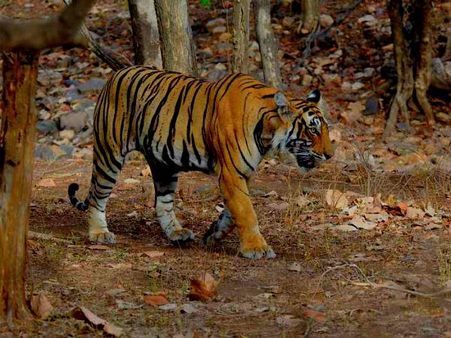 છે કંઇક તૂફાની કરવાની ચાહ, પહોંચી જાઓ આ ‘ભારત’માં