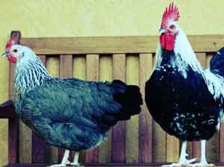 મરઘાને ભારે પડ્યો મરઘીનો પ્રેમ, મામલો પહોંચ્યો પોલીસ મથકે