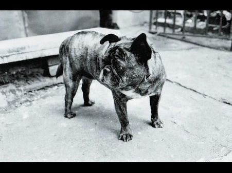 પોકેટ લાઇટ મીટર