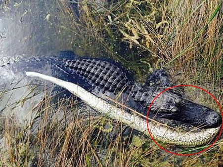 લોકોને હણનાર પોતે હણાઇ ગયો, શેરને માથે સવાશેર ભટકાઇ ગયો!