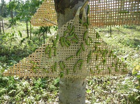 ઇરી પોલૂ ઇરી પોલૂ