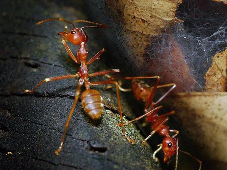 લાલ કિડીની મસાલેદાર ચટણી લાલ કિડીની મસાલેદાર ચટણી