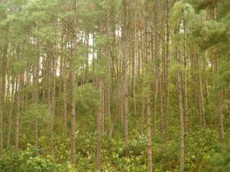 પાઇનનું જંગલ