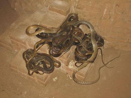 પરાસિનિક્કડાવૂ સ્નેક પાર્ક