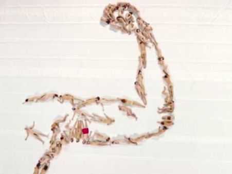 હાથનું દ્રશ્ય 