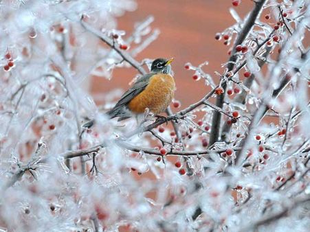 વૃક્ષોની એક એક ડાળ થીજી ગઇ