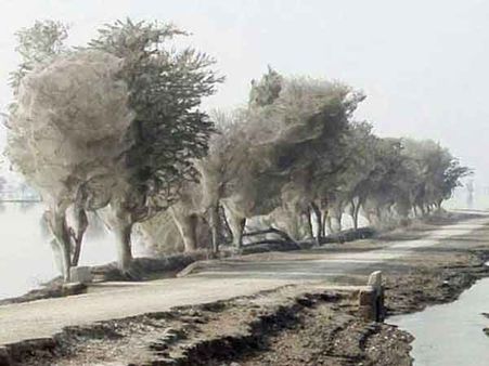 ધ ઘોસ્ટ ટ્રી, પાકિસ્તાન