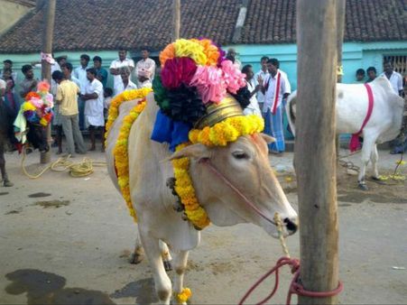 સ્પેનની બુલ ફાઇટિંગને મળતી આવે છે