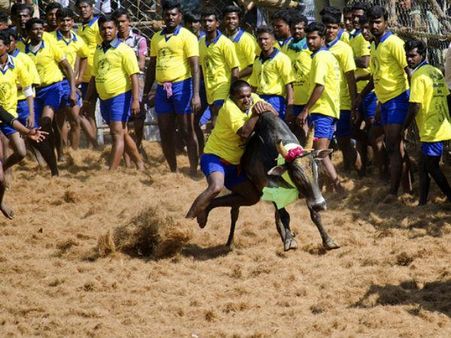 જલ્લિકટ્ટૂ સાંઢને કરવામાં આવે છે કાબુમાં