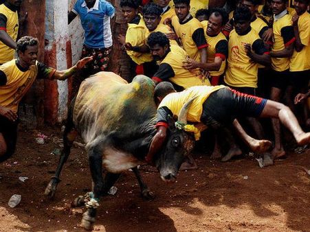 જલ્લિકટ્ટૂ સાંઢને કરવામાં આવે છે કાબુમાં