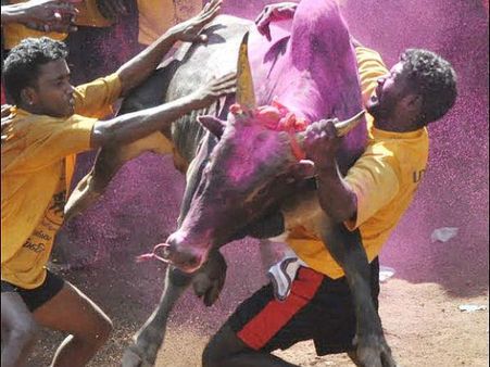 જલ્લિકટ્ટૂ સાંઢને કરવામાં આવે છે કાબુમાં