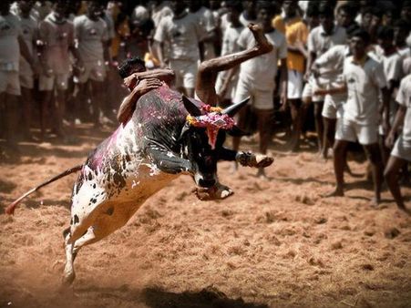 જલ્લિકટ્ટૂ સાંઢને કરવામાં આવે છે કાબુમાં
