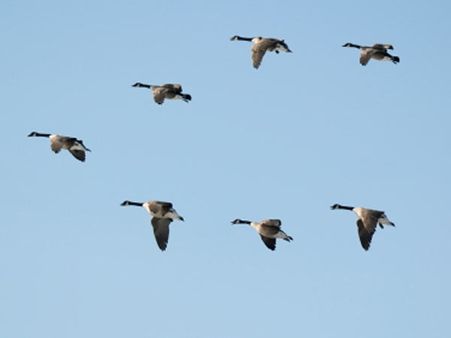 વી ફોર્મેશનને જાળવી રાખવુ જટીલ વી ફોર્મેશનને જાળવી રાખવુ જટીલ