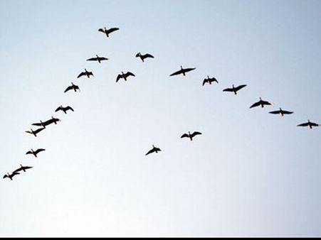 કેવી રીતે જાણવા મળી પક્ષીઓની ઉડવાની રીત કેવી રીતે જાણવા મળી પક્ષીઓની ઉડવાની રીત